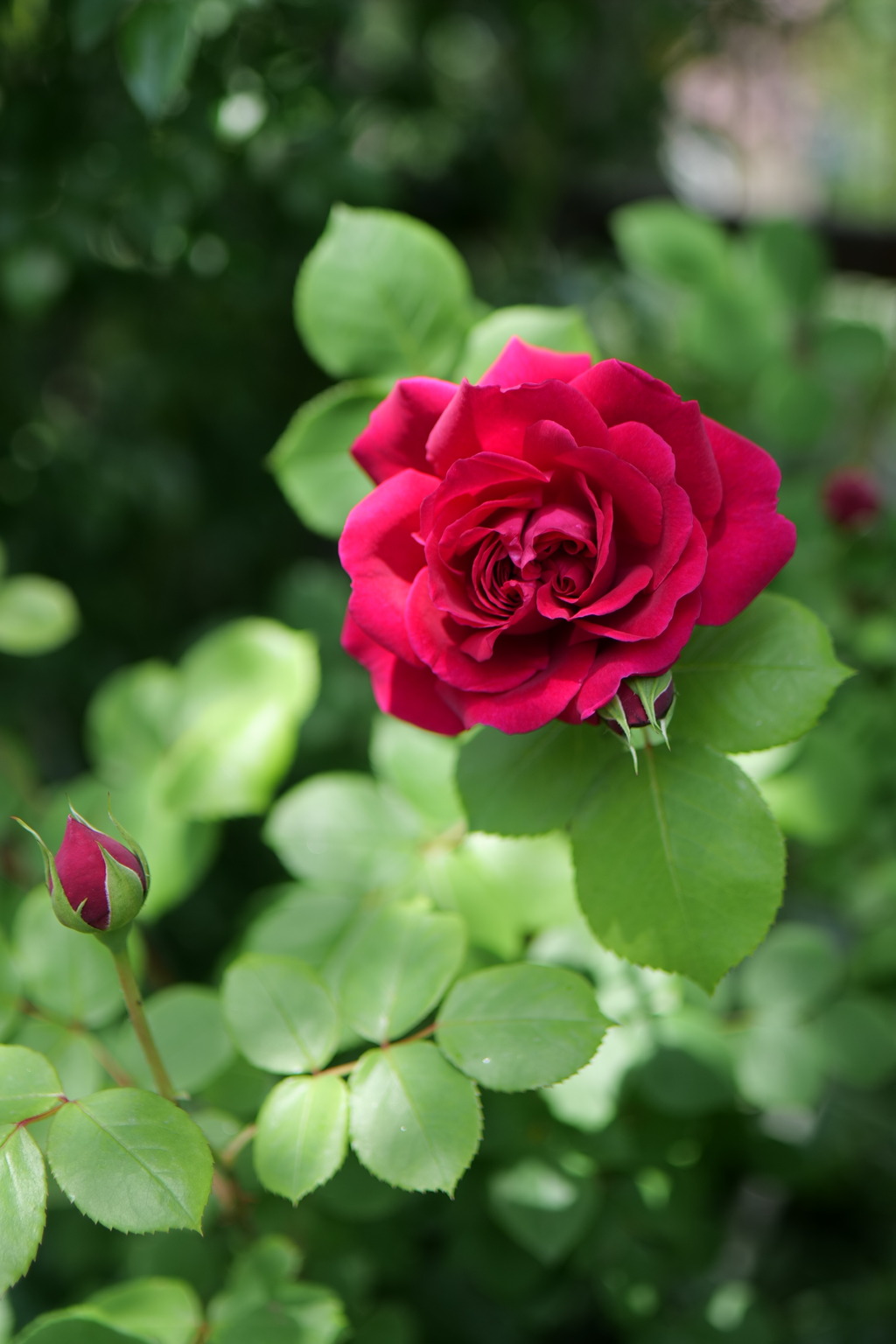 薔薇～二宮家バラ園
