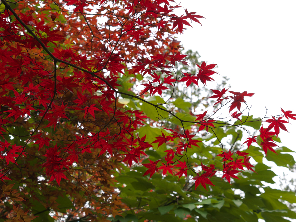 長野の紅葉