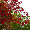 長野の紅葉