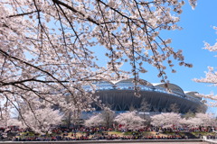 Cherry Blossoms at BIG SWAN