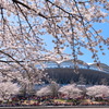 Cherry Blossoms at BIG SWAN