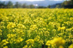 魚沼の里　菜の花