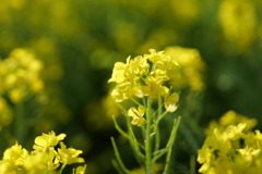 魚沼の里　菜の花　その３