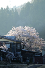 名もなき桜