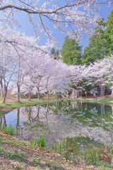 大井田の郷公園の桜