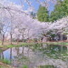 大井田の郷公園の桜