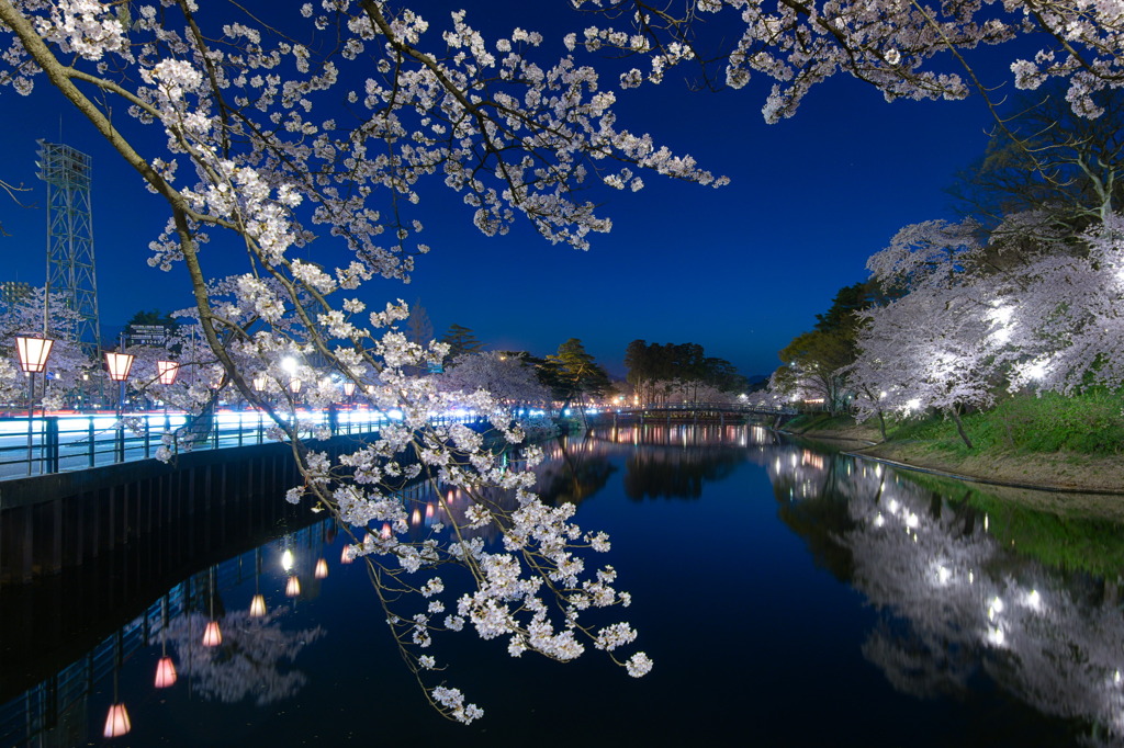 高田公園夜桜～東三の丸広場から～