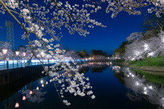 高田公園夜桜～東三の丸広場から～