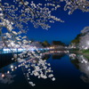 高田公園夜桜～東三の丸広場から～