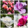 コラージュ　薔薇　新潟・キラキラガーデンより