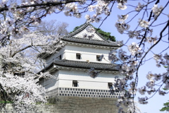 新発田城の桜