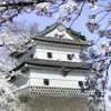 新発田城の桜