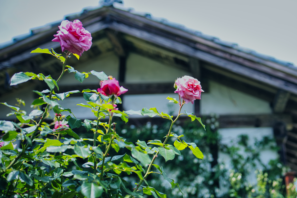 薔薇～二宮家バラ園　その２