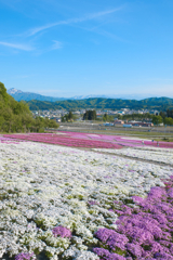 魚沼三山を背に芝桜の絨毯