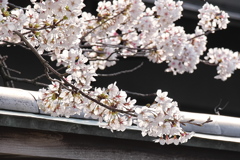 燕喜館の桜