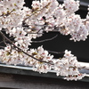 燕喜館の桜