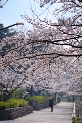 白山公園　桜を撮る人