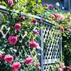 薔薇　新潟・キラキラガーデンより