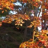 紅葉３