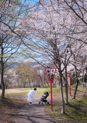 初めての桜かな