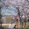 初めての桜かな