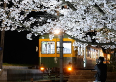 旧新潟交通月潟駅　かぼちゃ電車と桜ライトアップ