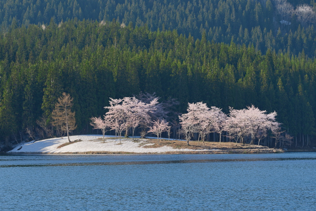 中子の桜