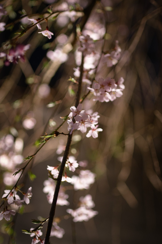 智泉寺 ライトアップされた しだれ桜