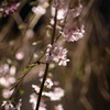 智泉寺 ライトアップされた しだれ桜