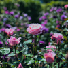 薔薇　新潟・キラキラガーデンより　その２
