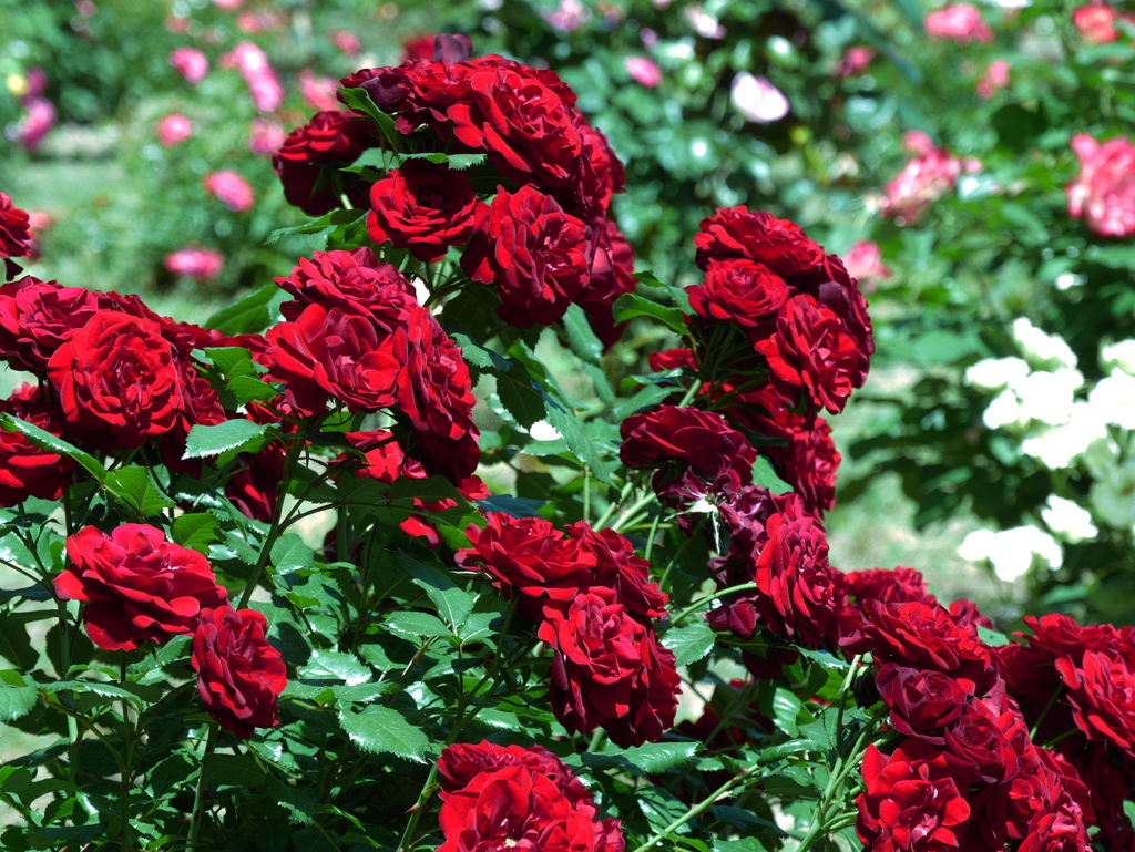 薔薇