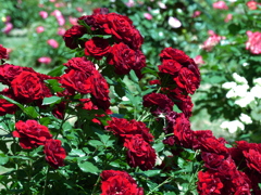 薔薇