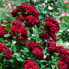 薔薇