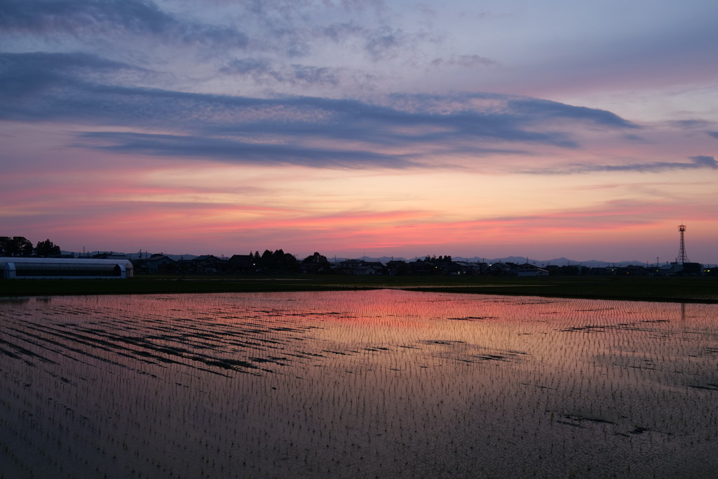 田に映る夕景