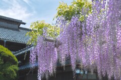 北方文化博物館　藤の花