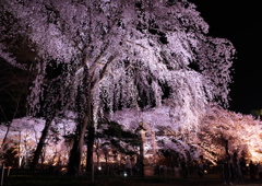 高田公園　しだれ桜
