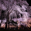 高田公園　しだれ桜