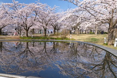 白山公園空中庭園の桜