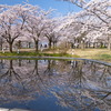 白山公園空中庭園の桜