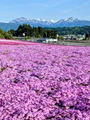 青空と魚沼の山々と芝桜