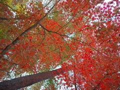 紅葉２