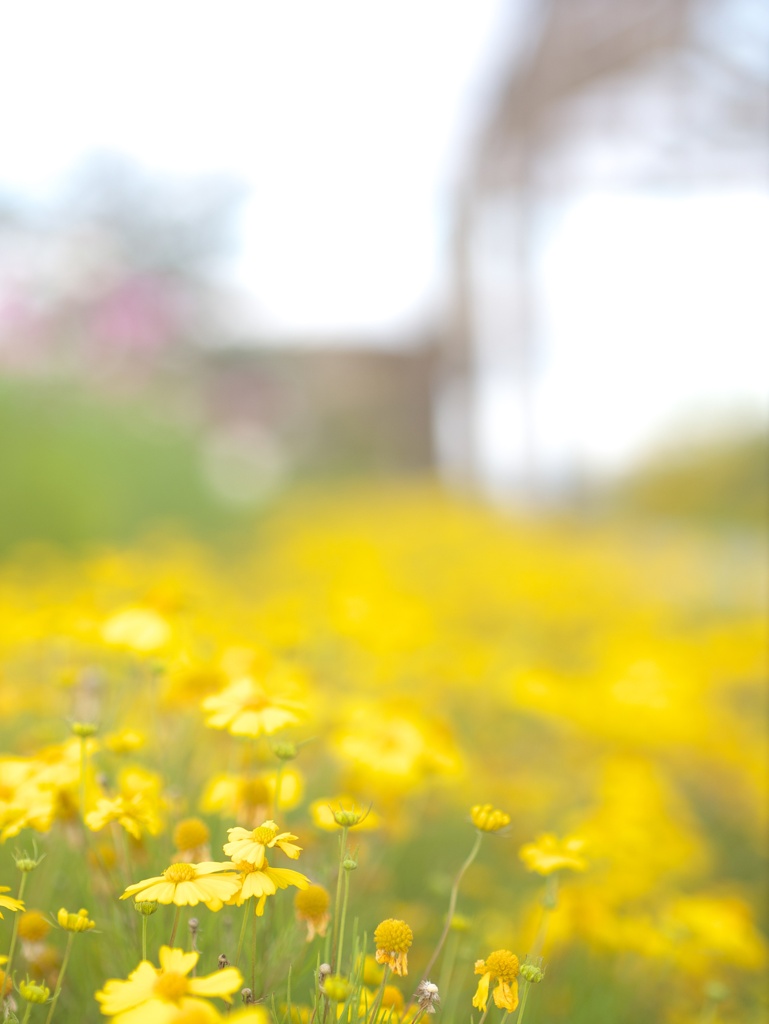 黄色の花