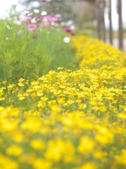 黄色の花