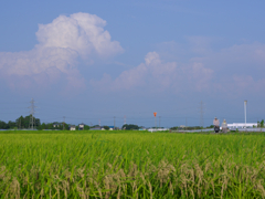 田園の夏