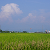 田園の夏