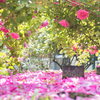 小さな薔薇のトンネル