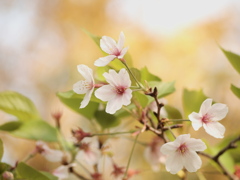 桜