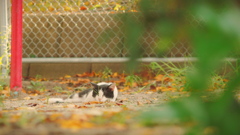 Autumn　cat