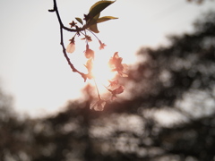 葉桜