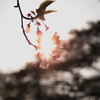 葉桜